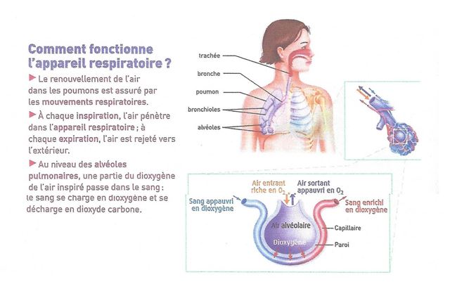image Appareil_respiratoire.jpg (44.8kB)